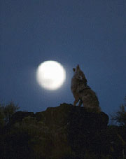 ������������ ������