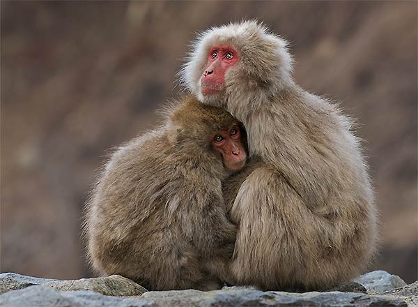 ������������� ������