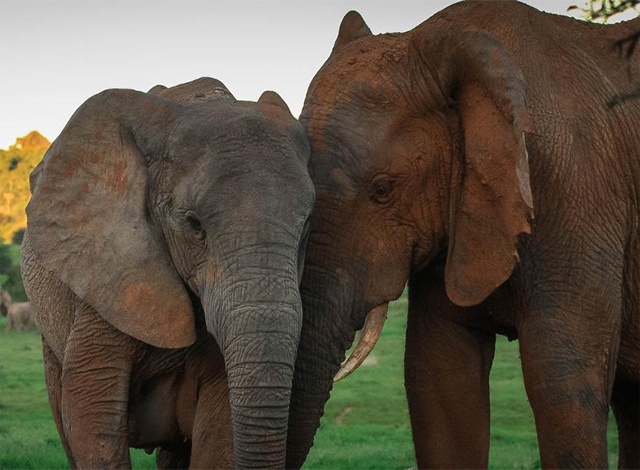 ���������� ����