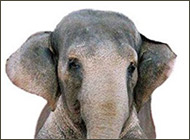 ��� ��������� ��������