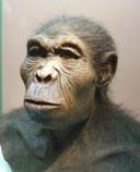 Homo habilis