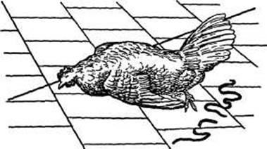 ������ - ���� � �������