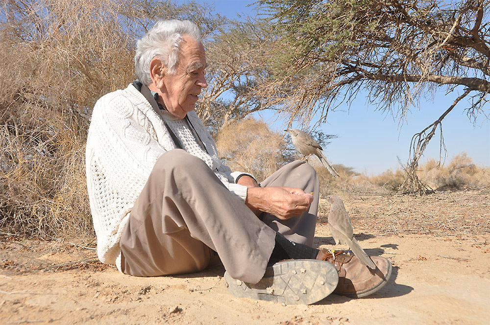 ���� ������ - ‏אמוץ זהבי‏‎