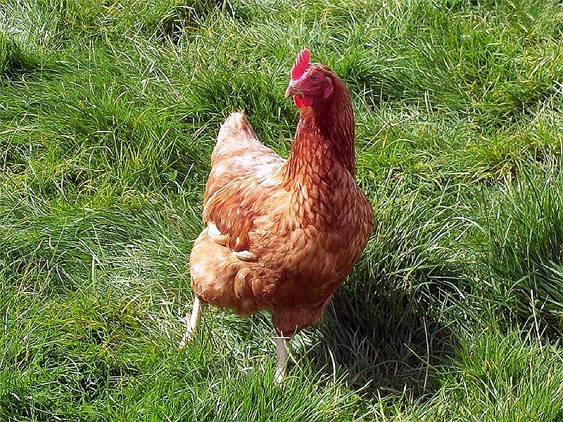 ������� ���������� ʸ���� (Wolfgang Kohler)