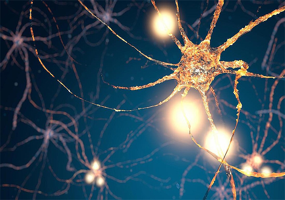 нервные клетки