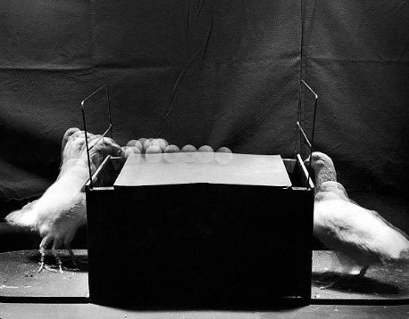 ���������� ������������: ����� ������� �������� � ��������