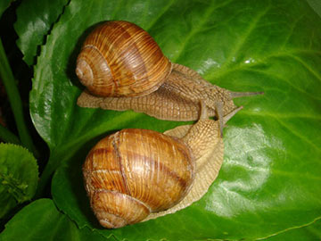 �������� ��������