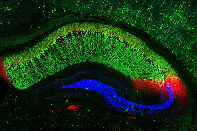 ������ �������� ����������