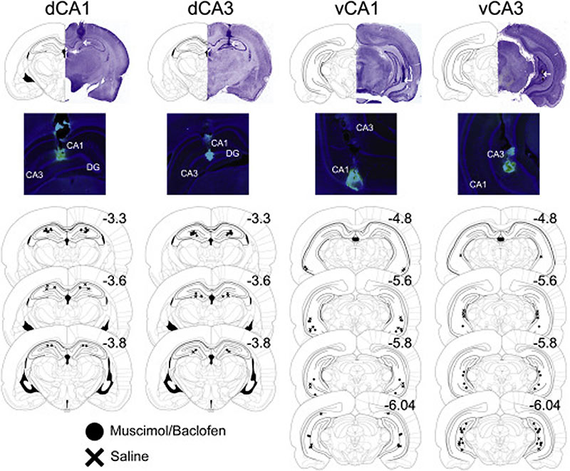 ���������� ��������