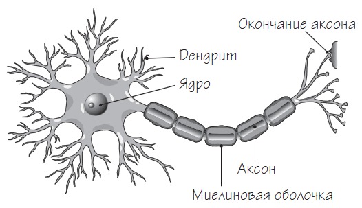 типичный нейрон