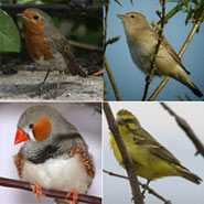 ����� ����