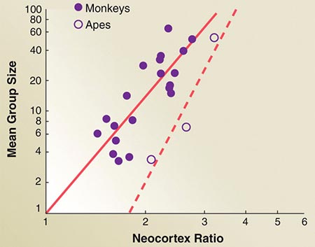 неокорекс и гоминиды