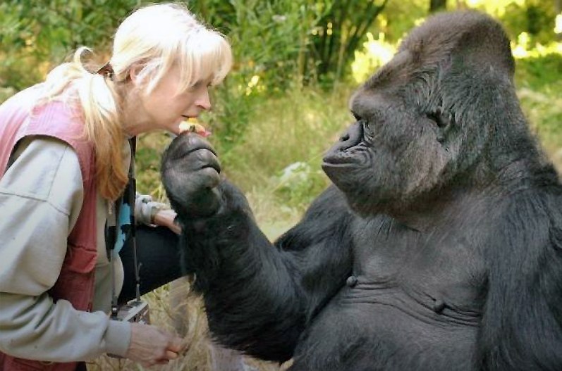 �������� ������� ����