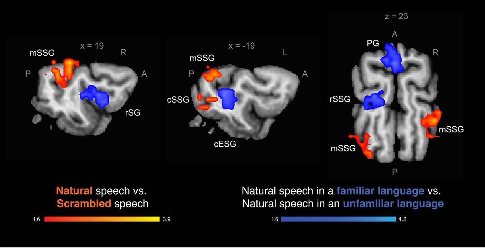 ���� ������