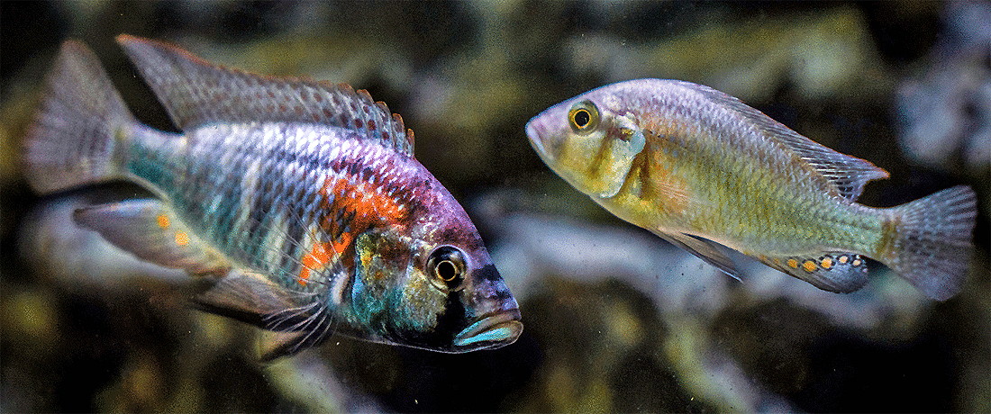 ����������� �����