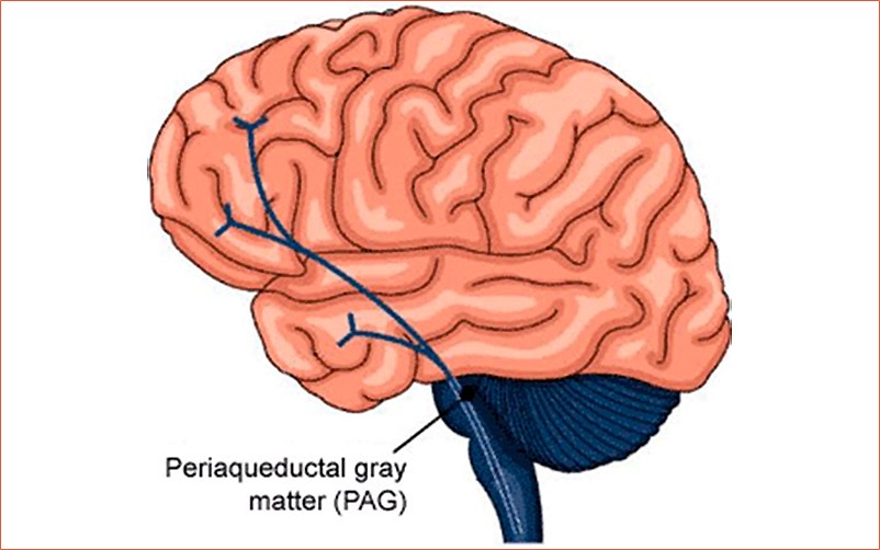 периакведуктальное или центральное серое вещество среднего мозга
