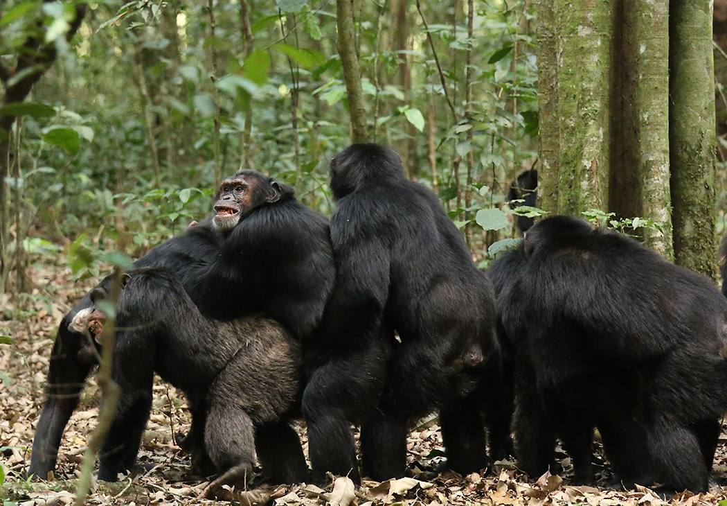 ������������ ��������