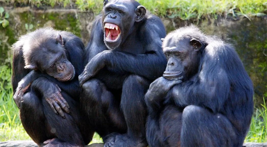 �������� ��������