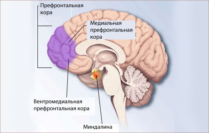 вентромедиальная и дорсальная префронтальная кора