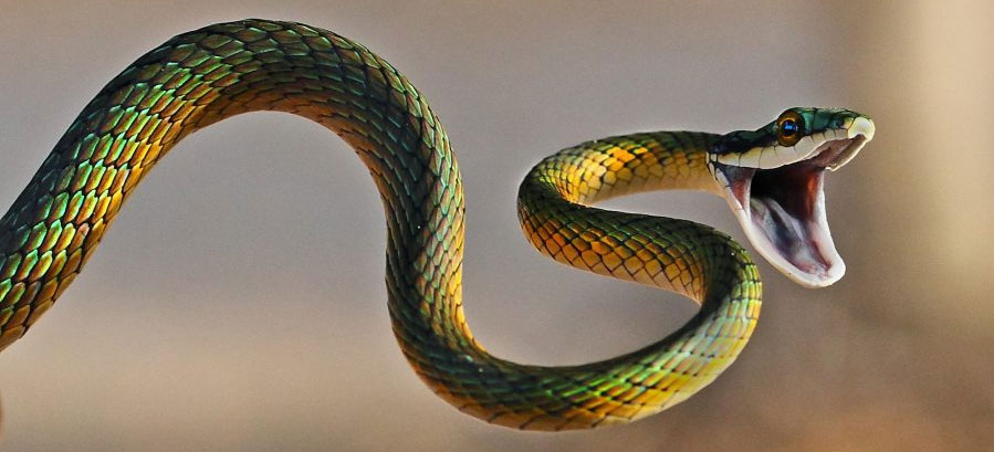 ��������������� ����������